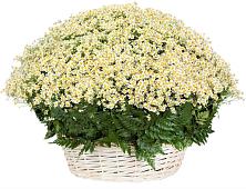 Цветочная композиция из Ромашки в корзине #REPLACE_PRED# Инжавино